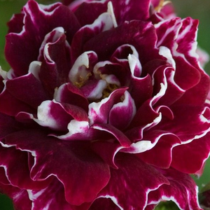 Spletna trgovina vrtnice - Hybrid Perpetual vrtnice - rdeče - belo - Rosa Roger Lambelin - Vrtnica intenzivnega vonja - Marie-Louise (aka Widow,Vve) Schwartz - Popolnoma polni cvetovi, cvetovi so pravilne oblike, zelo intenziven vonj
